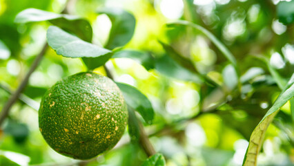 thailand plants vegetation green exotic flora