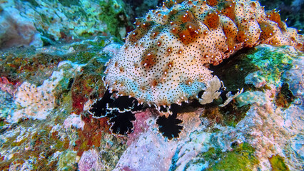 Pineapple sea cucumber (Thelenota ananas) during a dive at the north coast of Bali