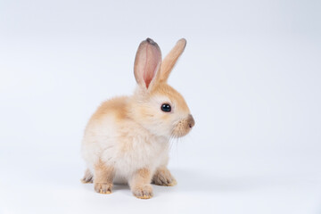 Adorable baby rabbit bunnies brown looking at something sitting playful over isolated white background. Infant lovely furry brown bunny ears rabbit playful with copy space. Easter bunny animal concept