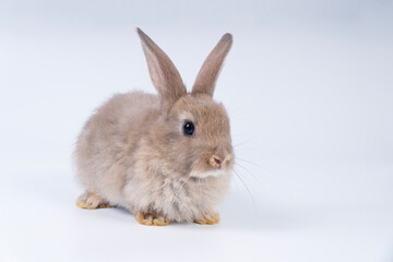 Adorable newborn baby rabbit bunnies brown looking at something sitting over isolated white background. Puppy lovely furry brown bunny ears rabbit playful with copy space. Easter bunny animal concept.