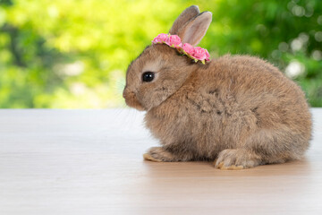 Adorable baby rabbit bunny with white red paper roses on head sitting on wood green bokeh background. Newborn rabbit bunny with blossom flower on hair playful on wooden. Easter animal pet concept.