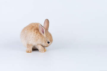 Cuddly rabbit fluffy bunny cleaning body paw sitting over isolated white background. Adorable little bunny brown tail rabbit furry clean body legs with copy space. Symbol festive easter exotic pet.