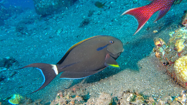 Black-axil surgeonfish (Acanthurus nigricauda) during a dive at the north coast of Bali