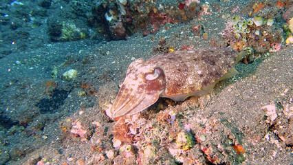 Common cuttlefish (Sepia officinalis) during a dive at the north coast of Bali