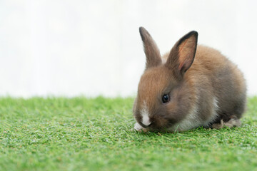 Fluffy curiosity rabbit bunny sitting green grass in spring summer background. Infant dwarf bunny brown white rabbit playful on lawn with white background. Cute animal furry pet concept.