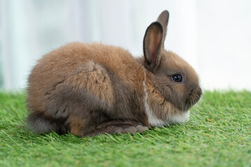 Fluffy curiosity rabbit bunny sitting green grass in spring summer background. Infant dwarf bunny brown white rabbit playful on lawn with white background. Cute animal furry pet concept.