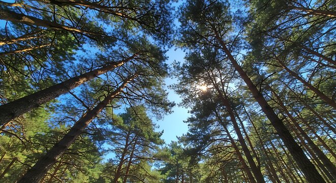 Tall pine trees reaching towards bright blue sky on a sunny day - Powered by Adobe