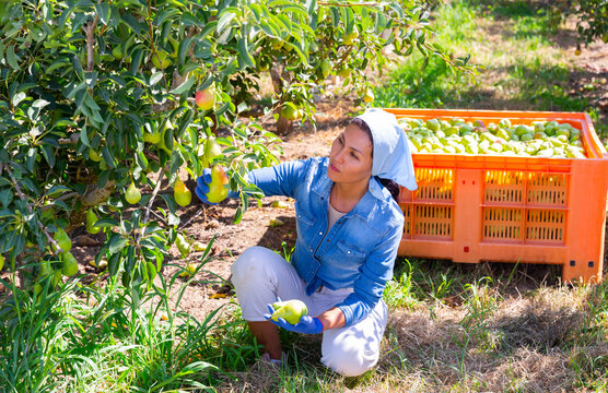 Fototapeta Woman farmer picks ripe pears in the garden. Harvesting pears in the orchard
