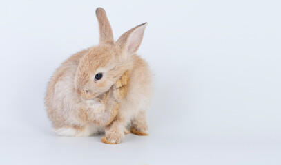 Cuddly rabbit fluffy bunny cleaning body paw sitting over isolated white background. Adorable little bunny brown tail rabbit furry clean body legs with copy space. Symbol festive easter exotic pet.