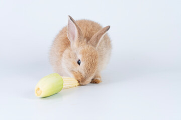 Adorable tiny rabbit bunny hungry eating organic fresh baby corn while sitting over isolated white background. Lovely furry baby rabbit brown bunny eating fresh baby corn yummy. Easter animal concept.