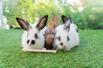 Cuddly furry rabbit bunny brown with family sitting and playful together on green grass over natural background. Group of family baby bunny spring time on lawn. Easter newborn bunny family pet concept