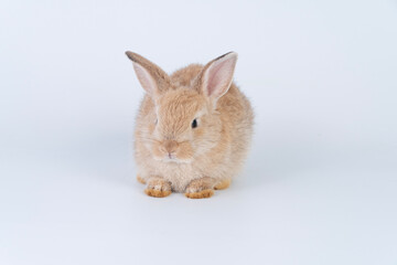 Adorable newborn baby rabbit bunnies looking at something sitting over isolated white background. Active little rabbit furry brown bunny playful on white background. Easter bunny animal pet concept.