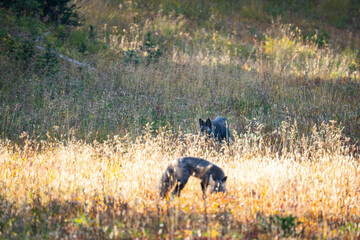 Mount Rainier National Park endangered Cascade Red Foxes in the fall of 2025