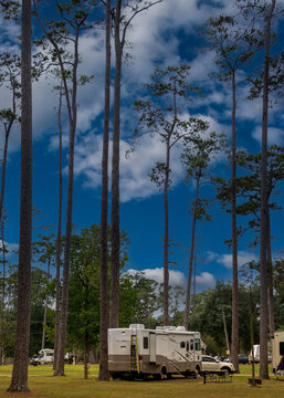 An RV is parked in a serene campground surrounded by tall, slender pine trees reaching towards a partly cloudy sky. The setting appears peaceful and ideal for a nature getaway.