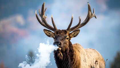 Fototapeta premium Elk exhales smoke