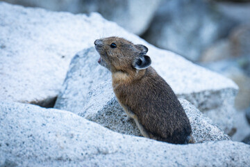 Mount Rainier National Park American Pika on the Sunrise side of the park in the fall of 2025