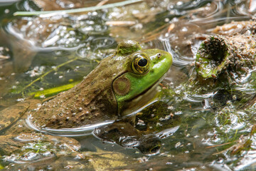 Bullfrog in vernal pool at Woodcock Preserve, Mattapoisett, Massachusetts