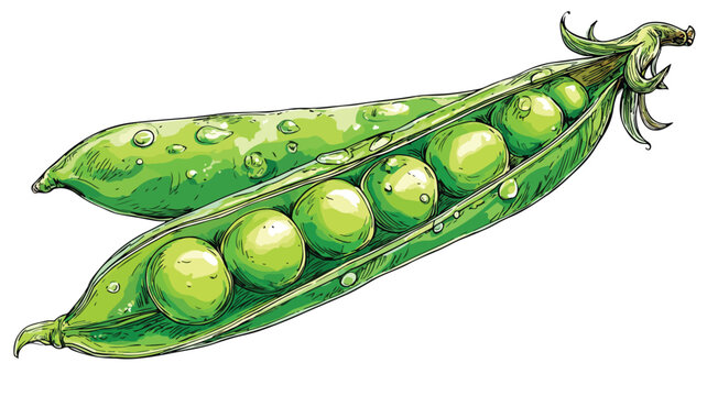 Vibrant Green Pea Clipart Vector Illustration for Creative Designs