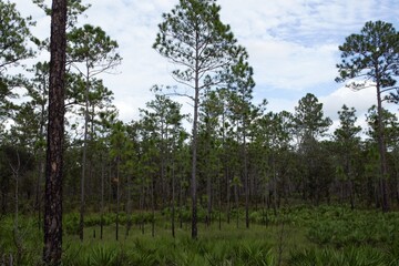 Fototapeta premium tall trees in the forest