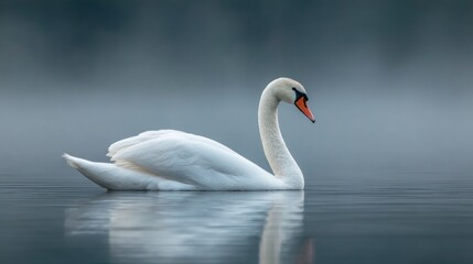 Elegant swan on water