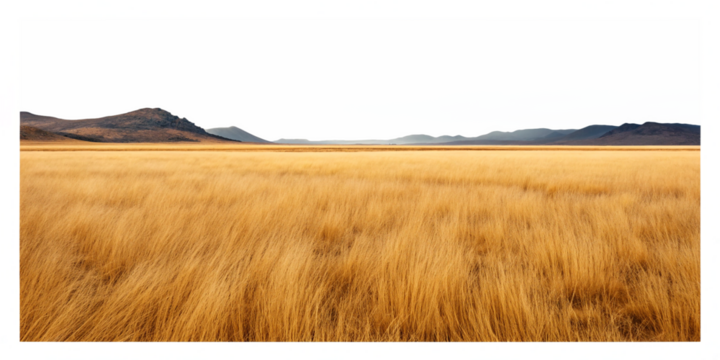 Dramatic Sky Over Golden Grassland with Distant Mountains – Serene Wilderness Landscape Painting
Peaceful Golden Grass Field with Moody Clouds and Rolling Hills – Transparent Background Art