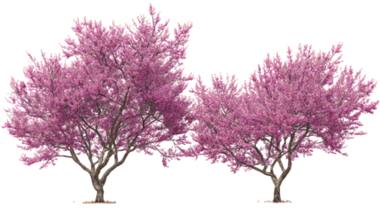 Two lush pink flowering trees against a black background
