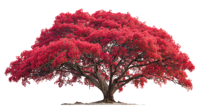 Vibrant red tree against a stark black background