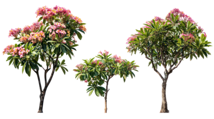 Three flowering pieris japonica plants against a black background