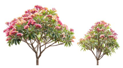 Two blooming rhododendron trees with pink flowers on a black background