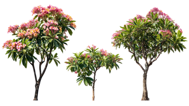 Three flowering pieris japonica plants against a black background