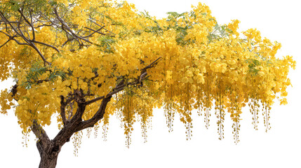 Golden shower tree branches laden with yellow flowers