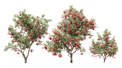 Four lush apple trees laden with ripe red fruit against a black background