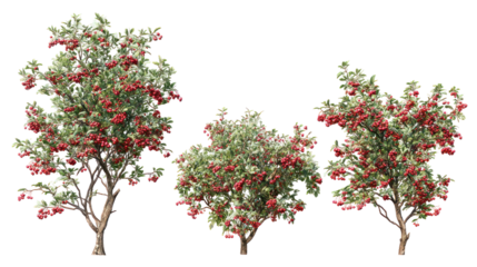 Three apple trees laden with ripe red fruit on black background