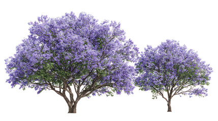 Two lush jacaranda trees in full bloom against a black background
