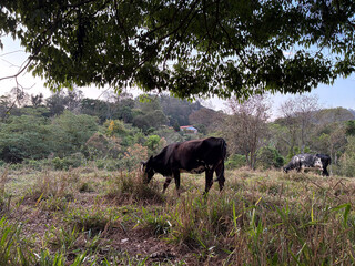 beautiful of cows in the field