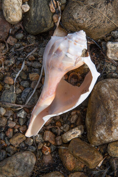 Knobbed Whelk in Winsegansett Marshes, Fairhaven, Massachusetts 