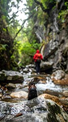 Hikers feet by a stream in a lush forest