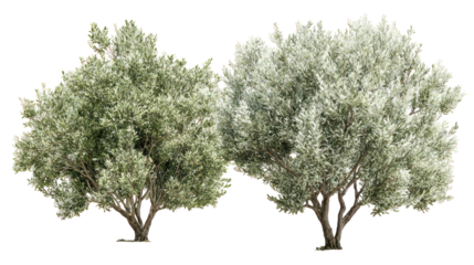 Two lush olive trees against a stark black background