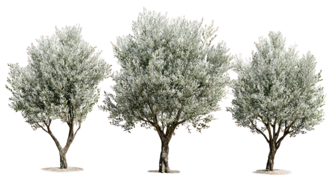 Three artificial olive trees with white foliage against a black background