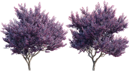 Two lush purple flowering trees against a black background
