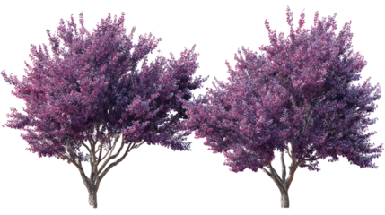 Two vibrant purple trees against a black background
