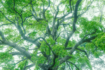 深い森の大きな木