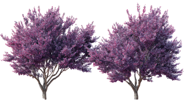 Two vibrant purple trees against a black background