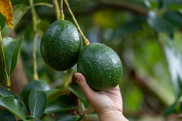 Close up of farmer hand is checking the avocado fruit for ripen and disease blemish during harvest season for tropical fruit farm and plantation concept