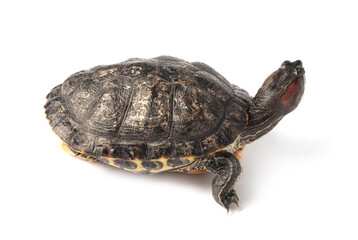 Beautiful turtle (Red-eared slider) on white background