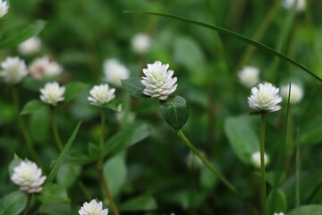 Gomphrena Weed or Prostrate Globe Amaranth (Gomphrena celosioides) flowers in a park