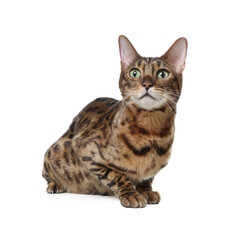 Bengal cat isolated on white. Beautiful pet