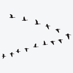 Feather of the Homeland