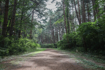 木々に覆われた道