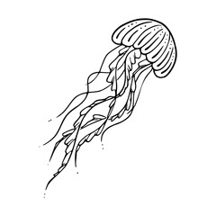 jellyfish line art vector illustration © Zen20